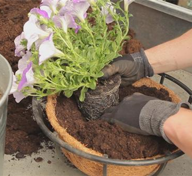 Hanging Basket - Bepflanzen
