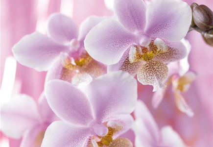 DIE TOP 8 DER WINTERBLUMEN DIE TOP 8 DER WINTERBLUMEN