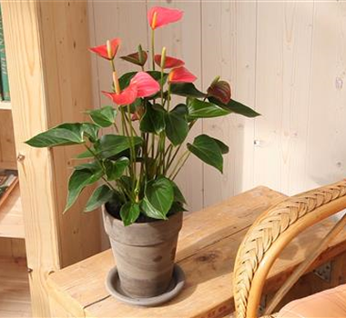 Flamingoblume - Einpflanzen in ein Gefäß Flamingoblume - Einpflanzen in ein Gefäß