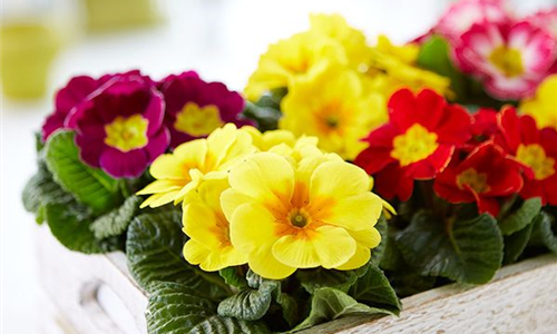 Primel in verschiedenen Farben