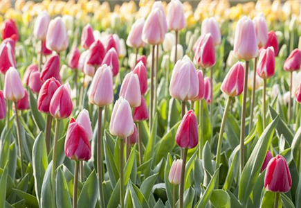 BLUMENZWIEBELN! BLUMENZWIEBELN!