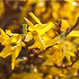 FRüHBLüHENDE GEHöLZE - DIE VORBOTEN DES FRüHLINGS FRüHBLüHENDE GEHöLZE - DIE VORBOTEN DES FRüHLINGS