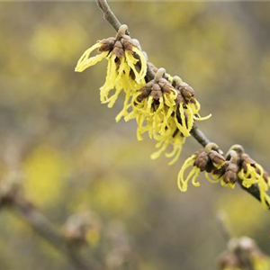 FRüHBLüHENDE GEHöLZE - DIE VORBOTEN DES FRüHLINGS FRüHBLüHENDE GEHöLZE - DIE VORBOTEN DES FRüHLINGS