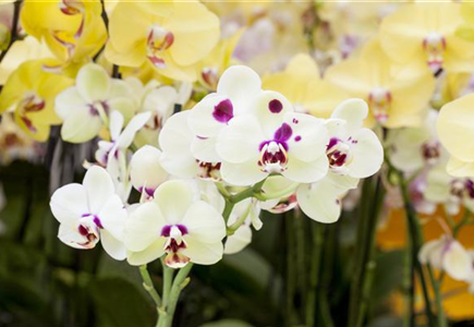 ORCHIDEEN: FREILANDAUFENTHALT IM SOMMER