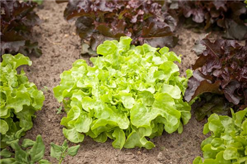 DA HABEN WIR DEN SALAT DA HABEN WIR DEN SALAT