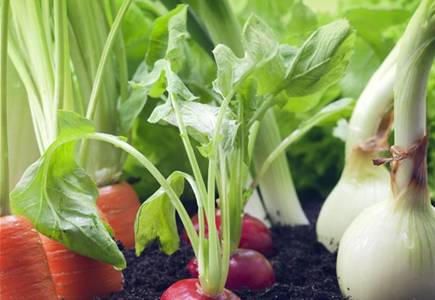 GUTE NACHBARN! GUTE NACHBARN!