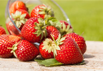 GESUND NASCHEN AUF DEM BALKON! GESUND NASCHEN AUF DEM BALKON!