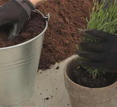 Lavendel - Einpflanzen in ein Gefäß Lavendel - Einpflanzen in ein Gefäß