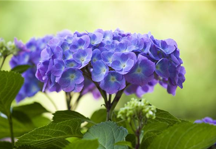 DIE HORTENSIE - DER SCHöNE GARTENKLASSIKER