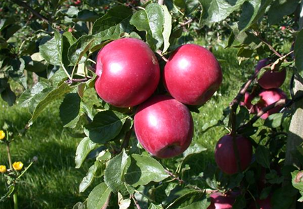 PFLANZEN FüR EIN STARKES IMMUNSYSTEM PFLANZEN FüR EIN STARKES IMMUNSYSTEM