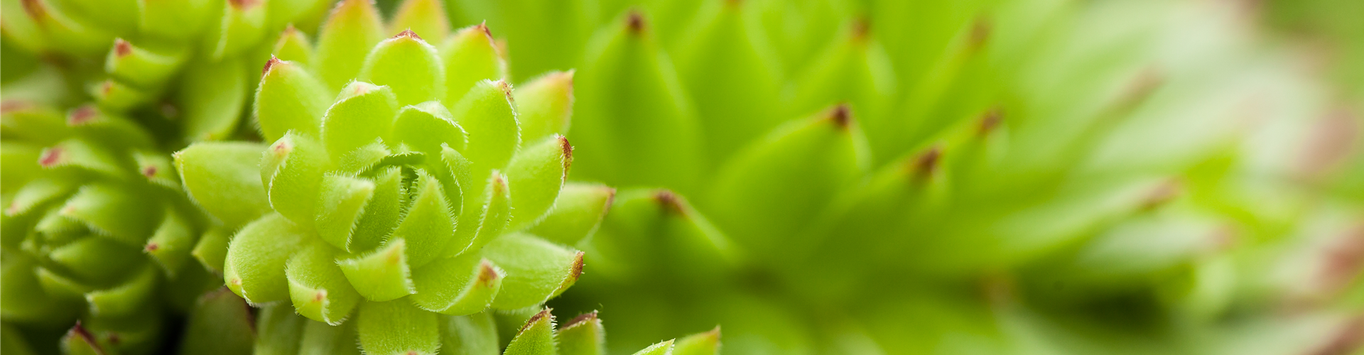Sempervivum
