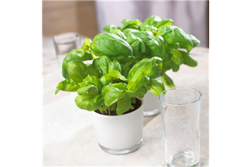 KüCHENFREUNDE! KüCHENFREUNDE!