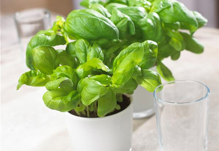 KüCHENFREUNDE! KüCHENFREUNDE!