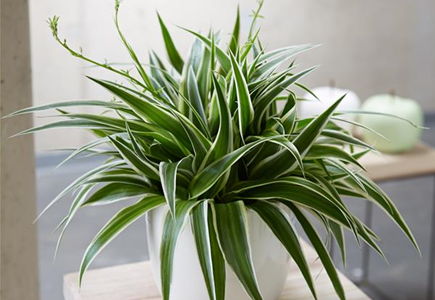 WIE GEHT... LUFTVERBESSERUNG? WIE GEHT... LUFTVERBESSERUNG?