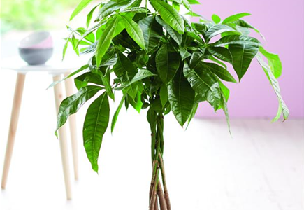 LEBE GRüNER! LEBE GRüNER!