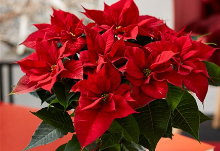 WIE GEHT... WEIHNACHTSSTERN PFLEGEN? WIE GEHT... WEIHNACHTSSTERN PFLEGEN?