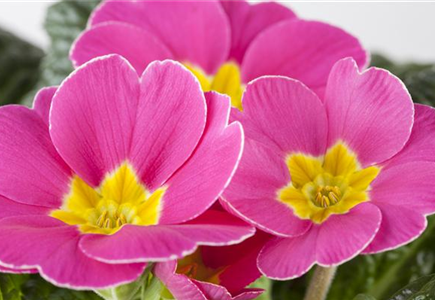 APRIL, APRIL – DER MACHT WAS ER WILL! APRIL, APRIL – DER MACHT WAS ER WILL!