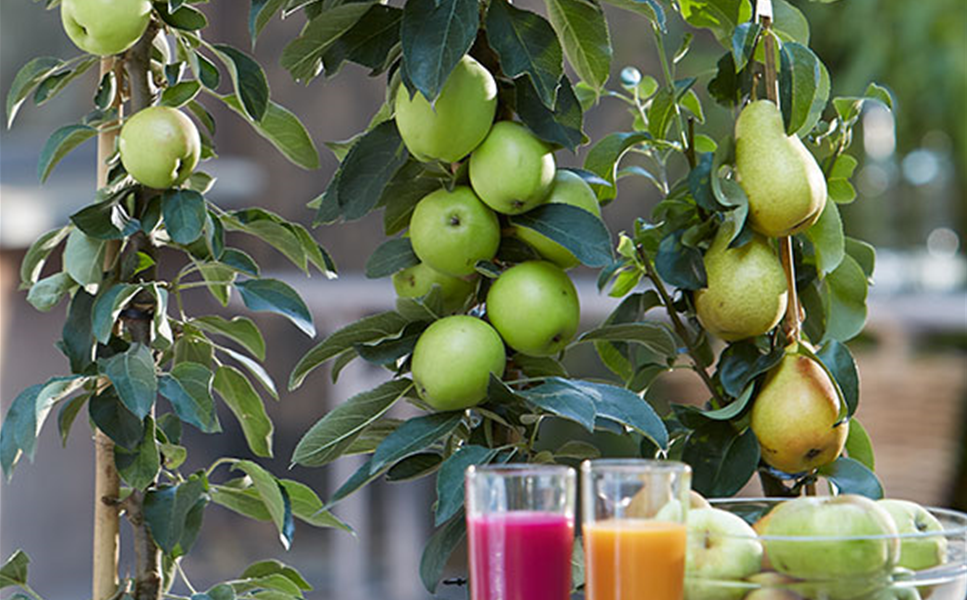 Spalier- und Säulenobst