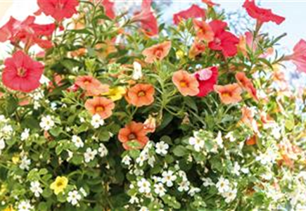 HäNGENDE GäRTEN FüR DEN BALKON HäNGENDE GäRTEN FüR DEN BALKON