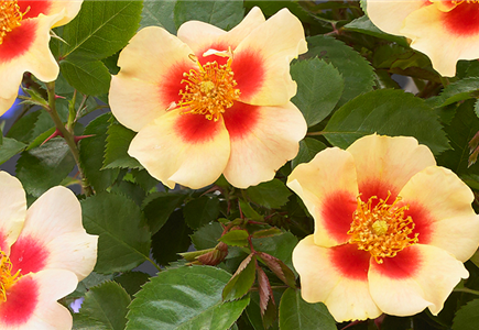 INSEKTENFREUNDLICHER ROSENGARTEN! INSEKTENFREUNDLICHER ROSENGARTEN!