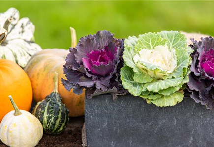 MUST-HAVES FÜR DEN HERBST! MUST-HAVES FÜR DEN HERBST!