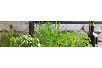 FRISCHE KRäUTER! FRISCHE KRäUTER!