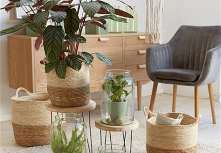 RAUMKLIMA MIT ZIMMERPFLANZEN! RAUMKLIMA MIT ZIMMERPFLANZEN!