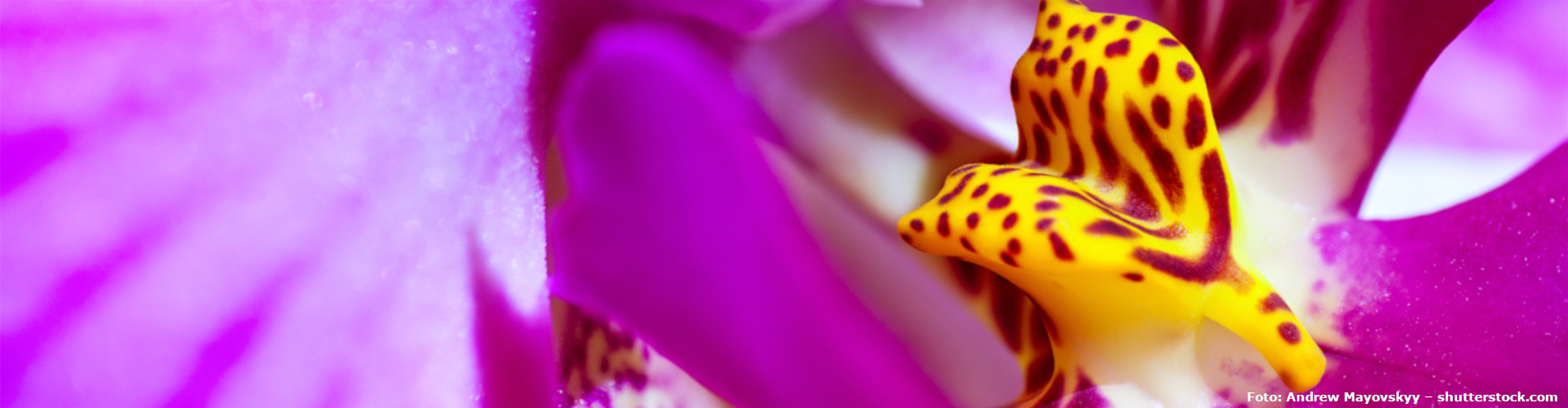 Pflanze des Monats Januar: Orchidee