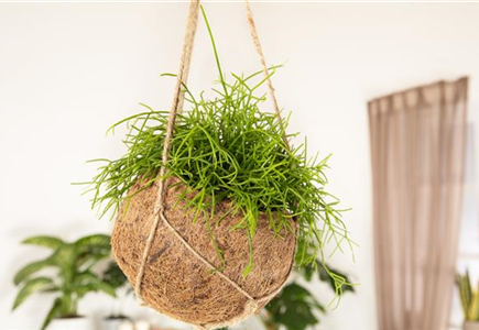 HäNGENDE ZIMMERPFLANZEN! HäNGENDE ZIMMERPFLANZEN!