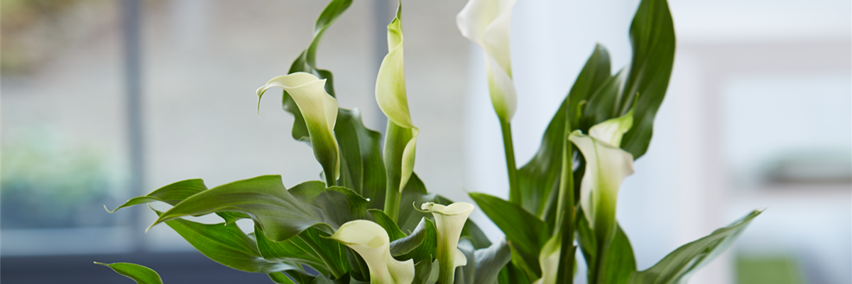 Calla