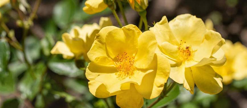 gelbe Bodendeckerrose