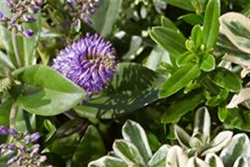 Strauchveronika Strauchveronika