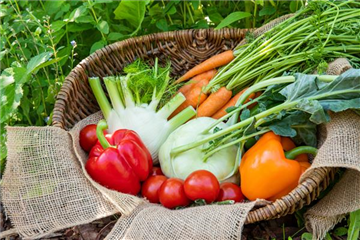 Anzucht: Vor die Tür gesetzt Anzucht: Vor die Tür gesetzt