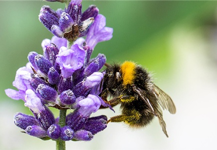 WO SICH HUMMELN TUMMELN WO SICH HUMMELN TUMMELN