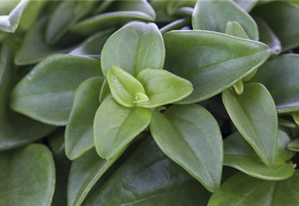 TOP 5 BÜROPFLANZEN!