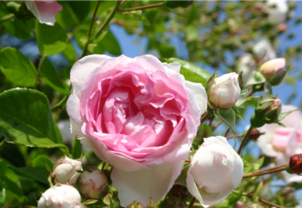 WER IST DIE SCHöNSTE IM LAND? WER IST DIE SCHöNSTE IM LAND?