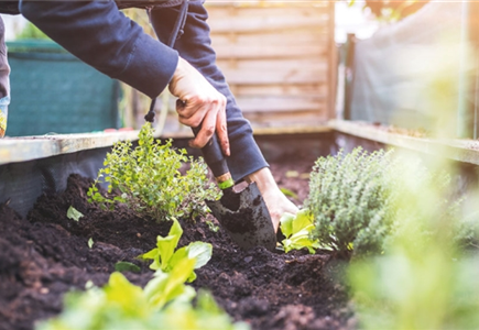 EIN HOCH AUF'S HOCHBEET! 