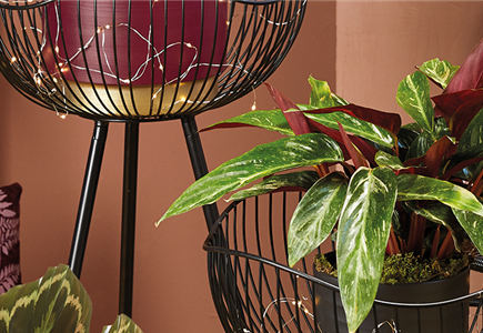 GOLDEN TOUCH!  GOLDEN TOUCH!