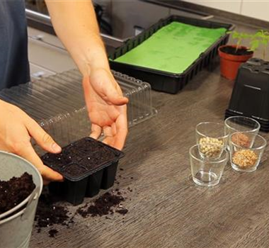 Basilikum - Aussäen von Samen