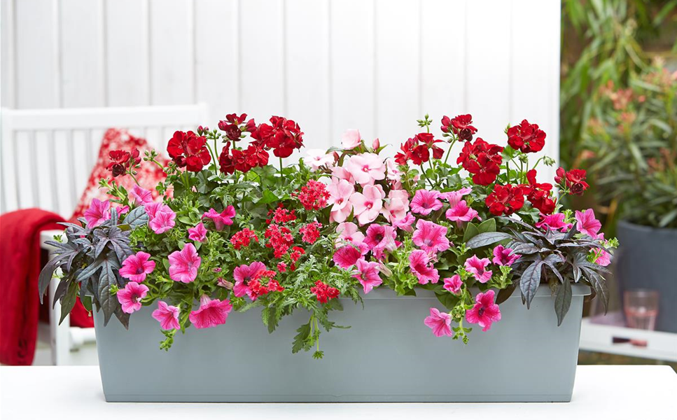 Pflanzideen - Besondere Arrangements Pflanzideen - Besondere Arrangements