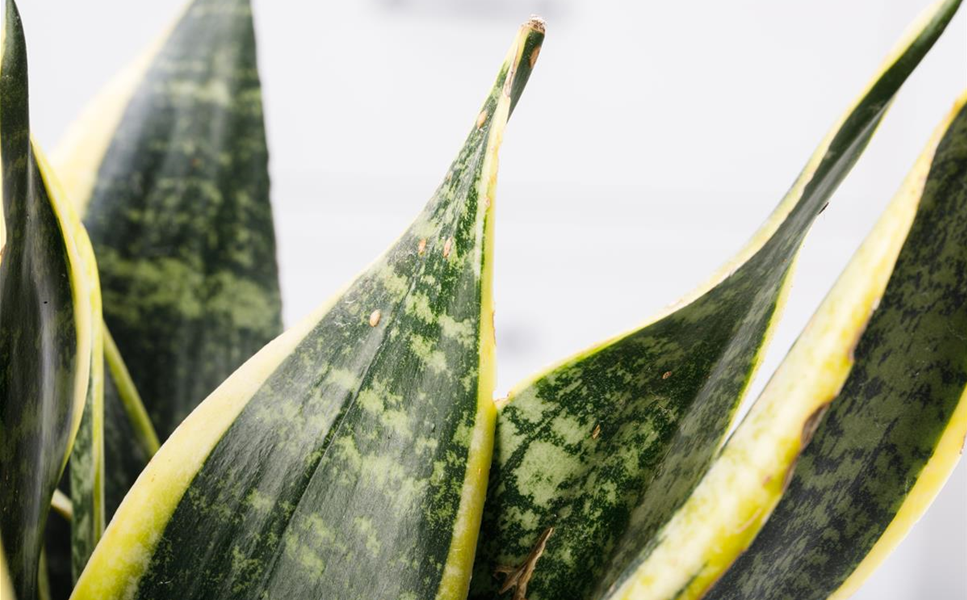 Dekoration - Die richtige Deko machts's! Dekoration - Die richtige Deko machts's!