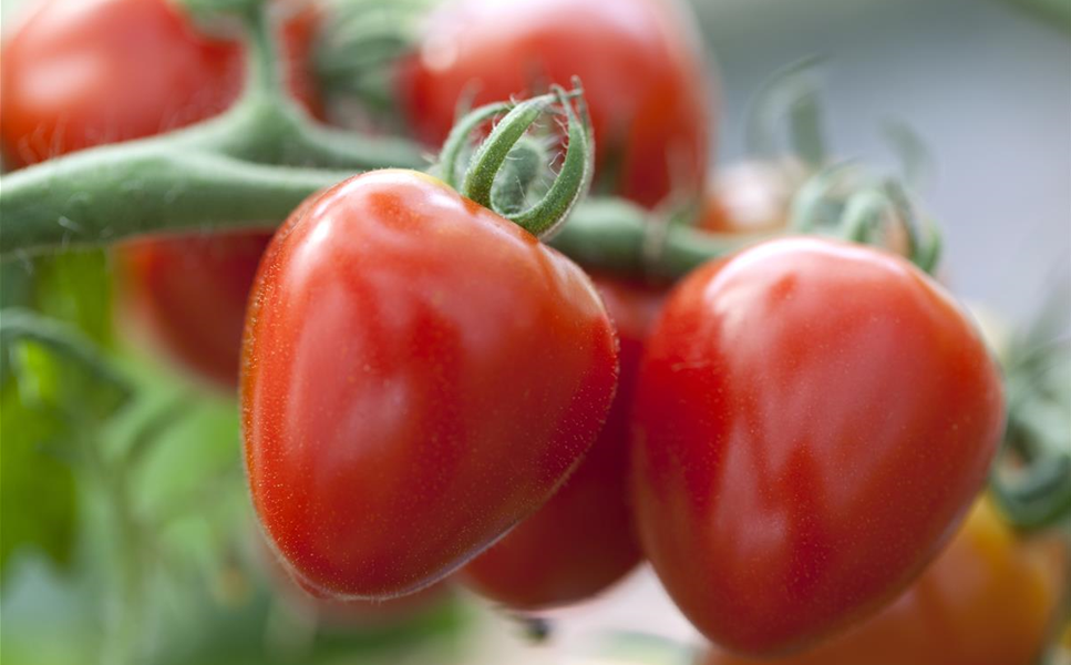 Nutzgarten - Leckereien aus dem Garten! Nutzgarten - Leckereien aus dem Garten!