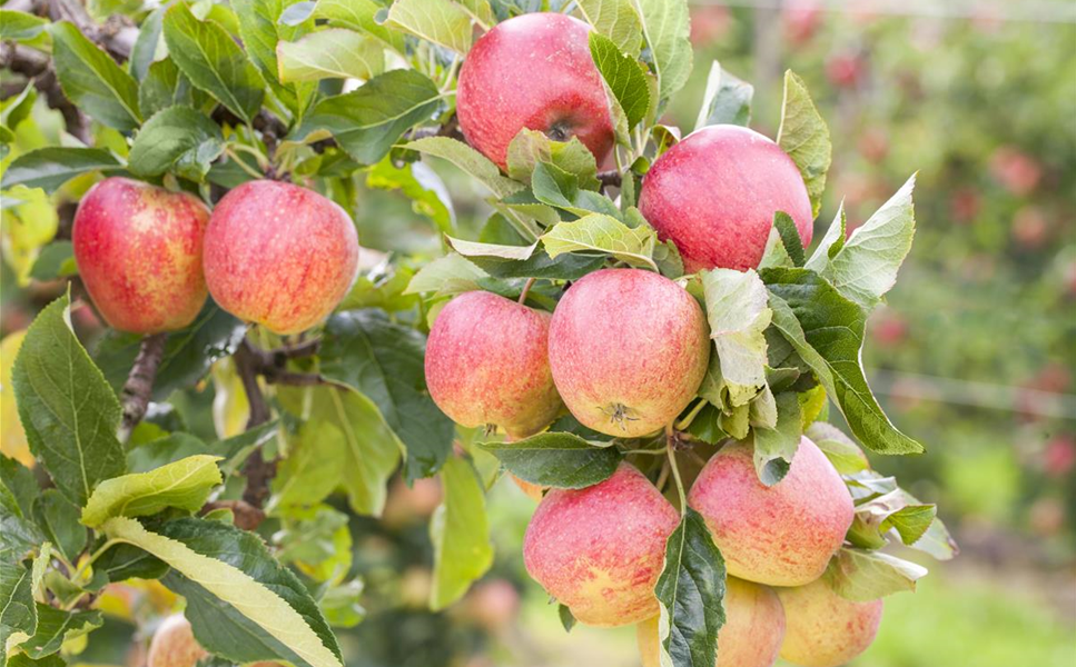 Obst - Süsse Naschereien! Obst - Süsse Naschereien!