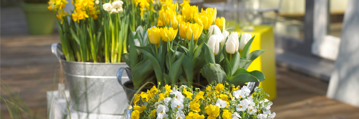 veranstaltung_Chemnitzer Frühling