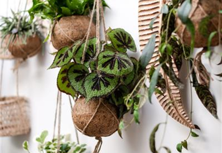 HäNGENDE ZIMMERPFLANZEN!