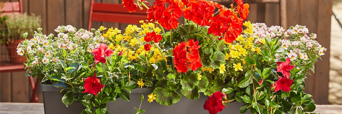 23. April von 9 - 16 Uhr: Mobiler Balkonpflanzenverkauf - Wohnanlage "Albert Schweitzer"