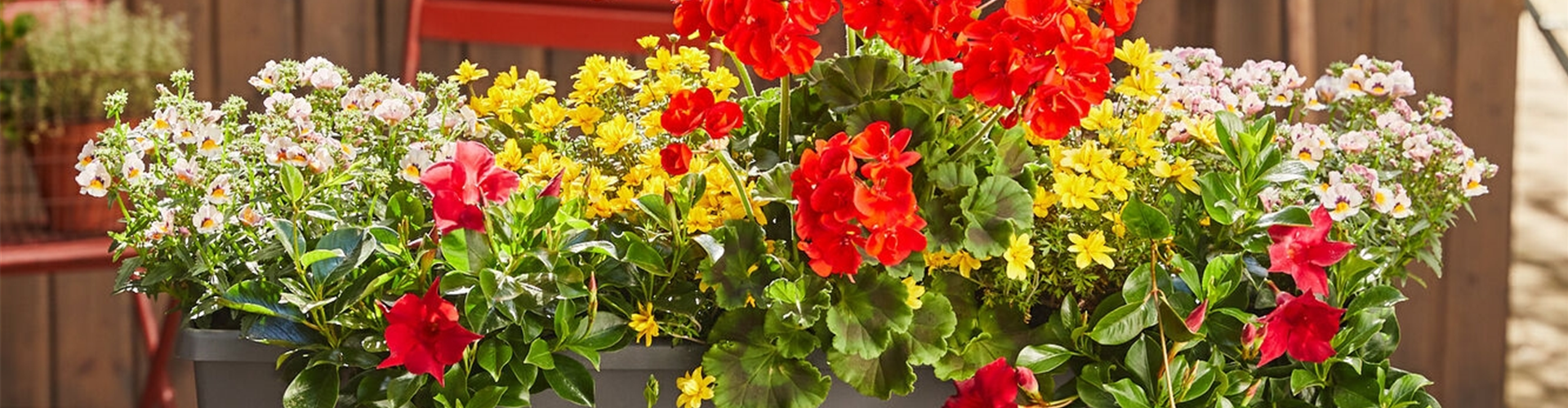 23. April von 9 - 16 Uhr: Mobiler Balkonpflanzenverkauf - Wohnanlage "Albert Schweitzer"