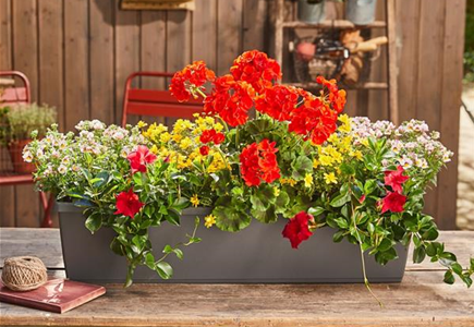 23. April von 9 - 16 Uhr: Mobiler Balkonpflanzenverkauf - Wohnanlage "Albert Schweitzer"