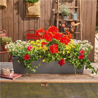 23. April von 9 - 16 Uhr: Mobiler Balkonpflanzenverkauf - Wohnanlage "Albert Schweitzer"