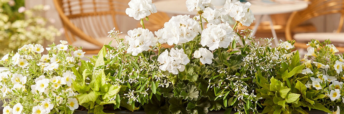 24. April von 14 - 18 Uhr: Mobiler Balkonpflanzenverkauf - Eislebener Straße 17/19